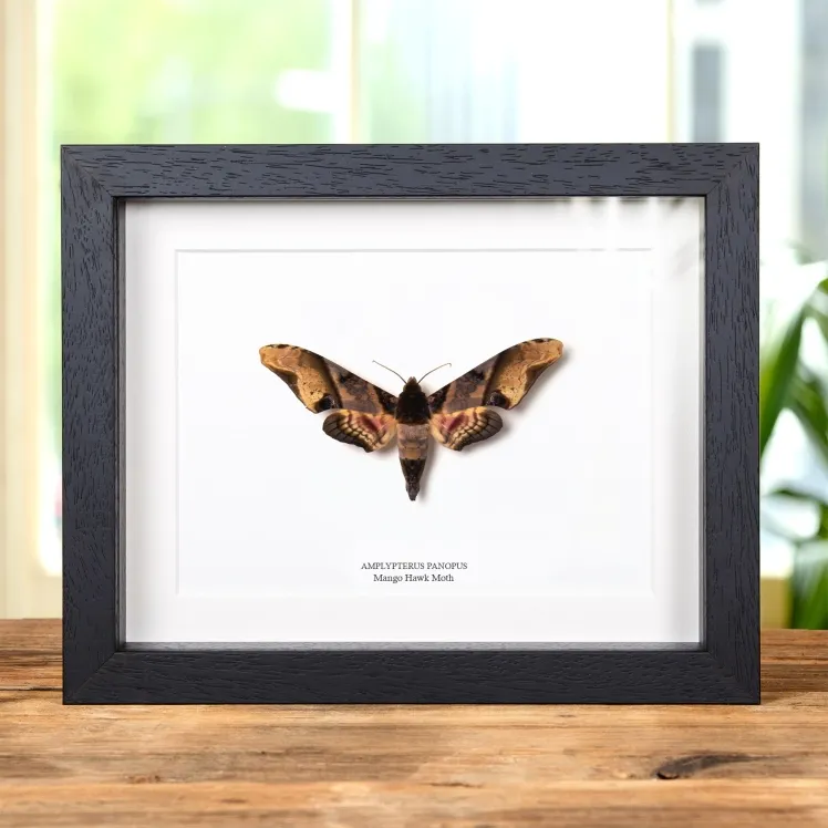 Mango Hawk Moth In Box Frame (Amplypterus panopus)