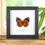 Minibeast Female Agrias Hybrid Butterfly Ventral Side In Box Frame (Agrias beatifica x Agrias claudina)