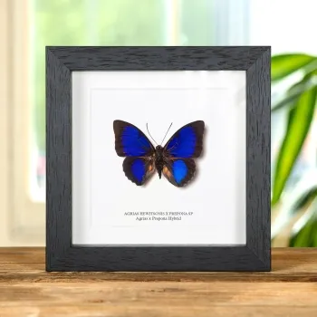 Rare Blue Agrias x Prepona Hybrid Butterfly In Box Frame (Agrias hewitsonis x prepona sp)