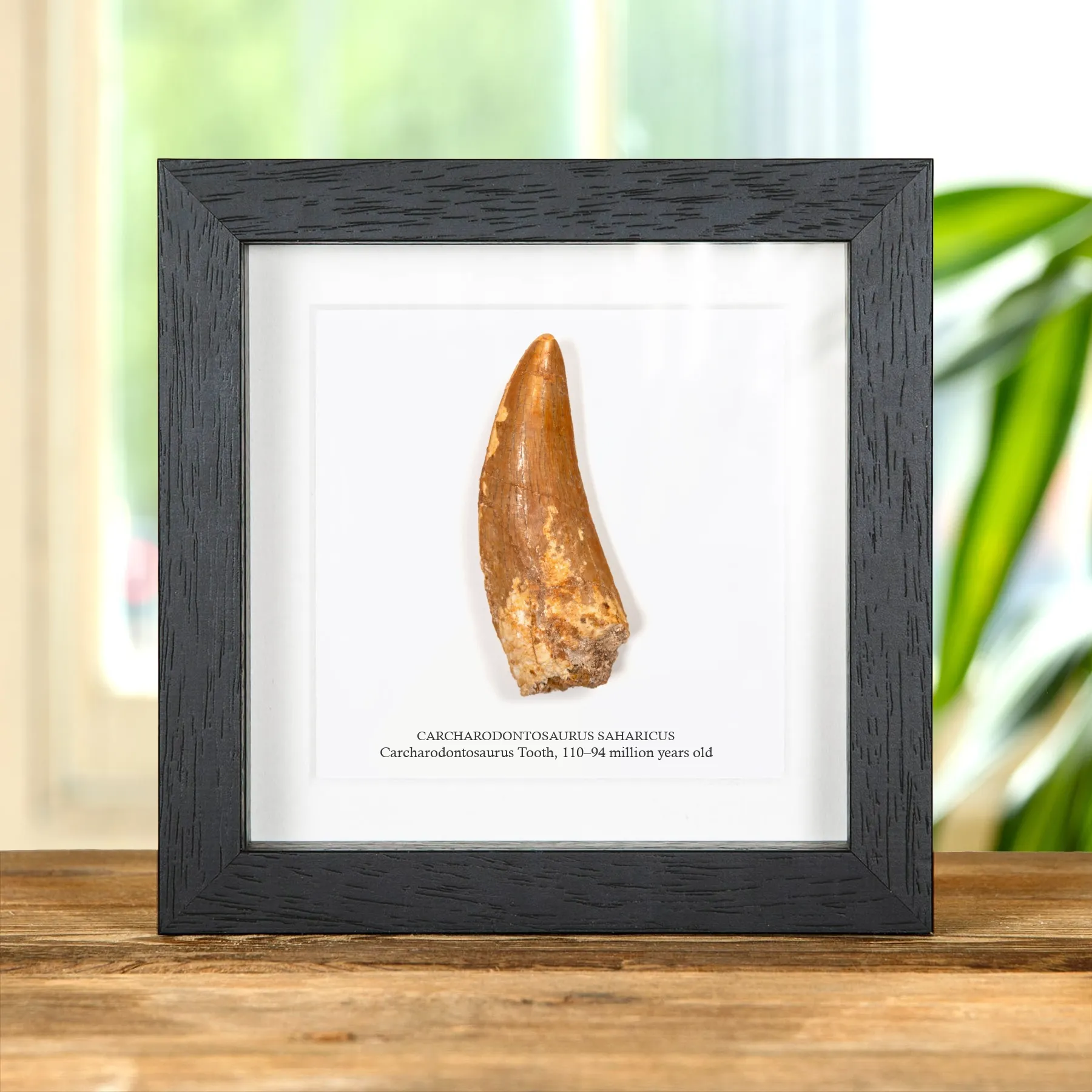 Minibeast 3,57 Zoll „Afrikanischer T.-rex-Typ“ Dinosaurierzahn-Fossil im im Vitrinenrahmen (Carcharodontosaurus saharicus)