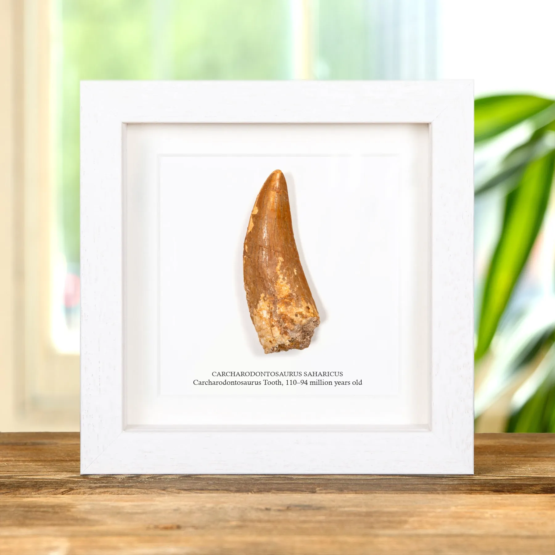 Minibeast 3,57 Zoll „Afrikanischer T.-rex-Typ“ Dinosaurierzahn-Fossil im im Vitrinenrahmen (Carcharodontosaurus saharicus)