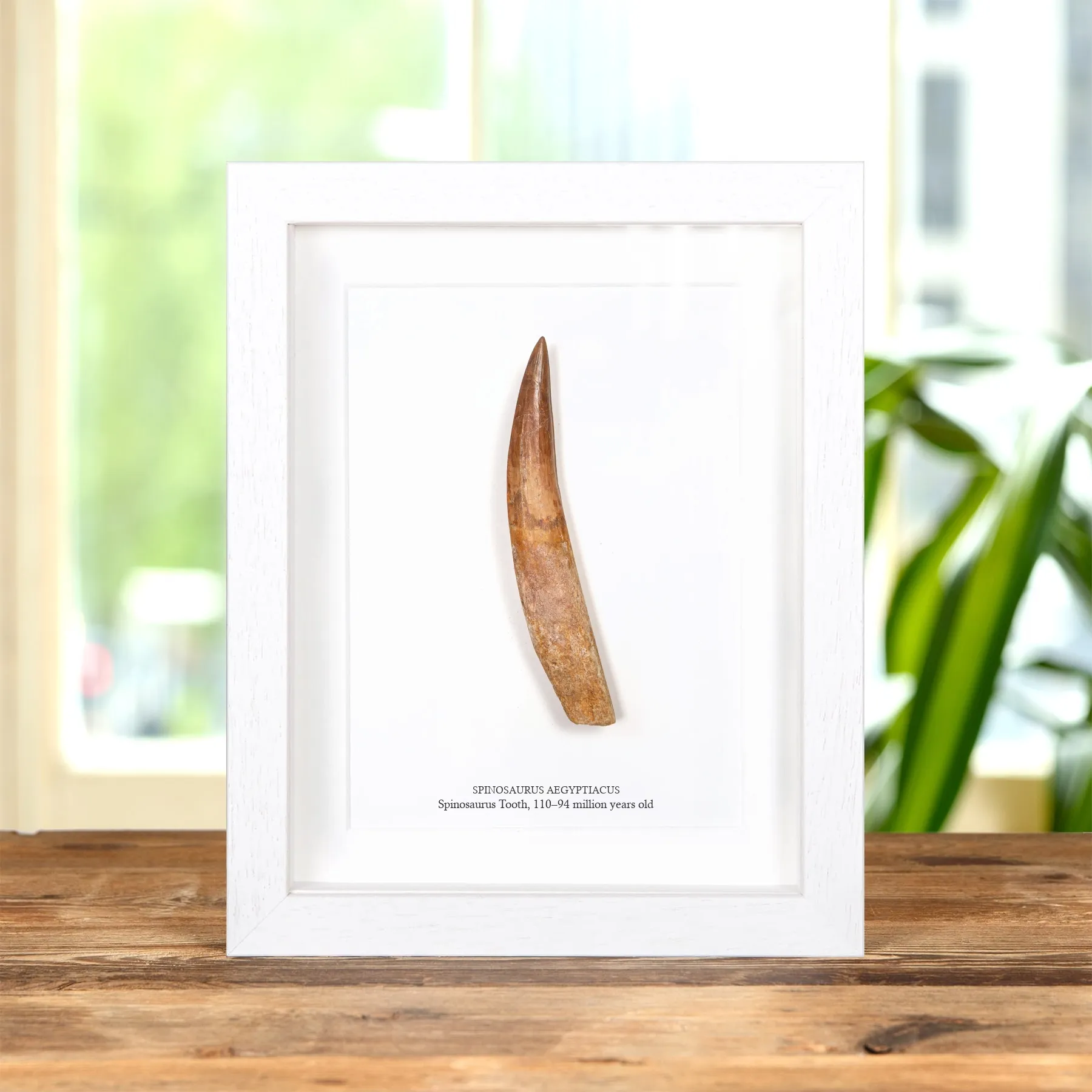5.23 Inch Rooted Spinosaurus Tooth Fossil In Box Frame (Spinosaurus aegyptiacus) 5.23 Inch Rooted Spinosaurus Tooth Fossil In Box Frame (Spinosaurus aegyptiacus)