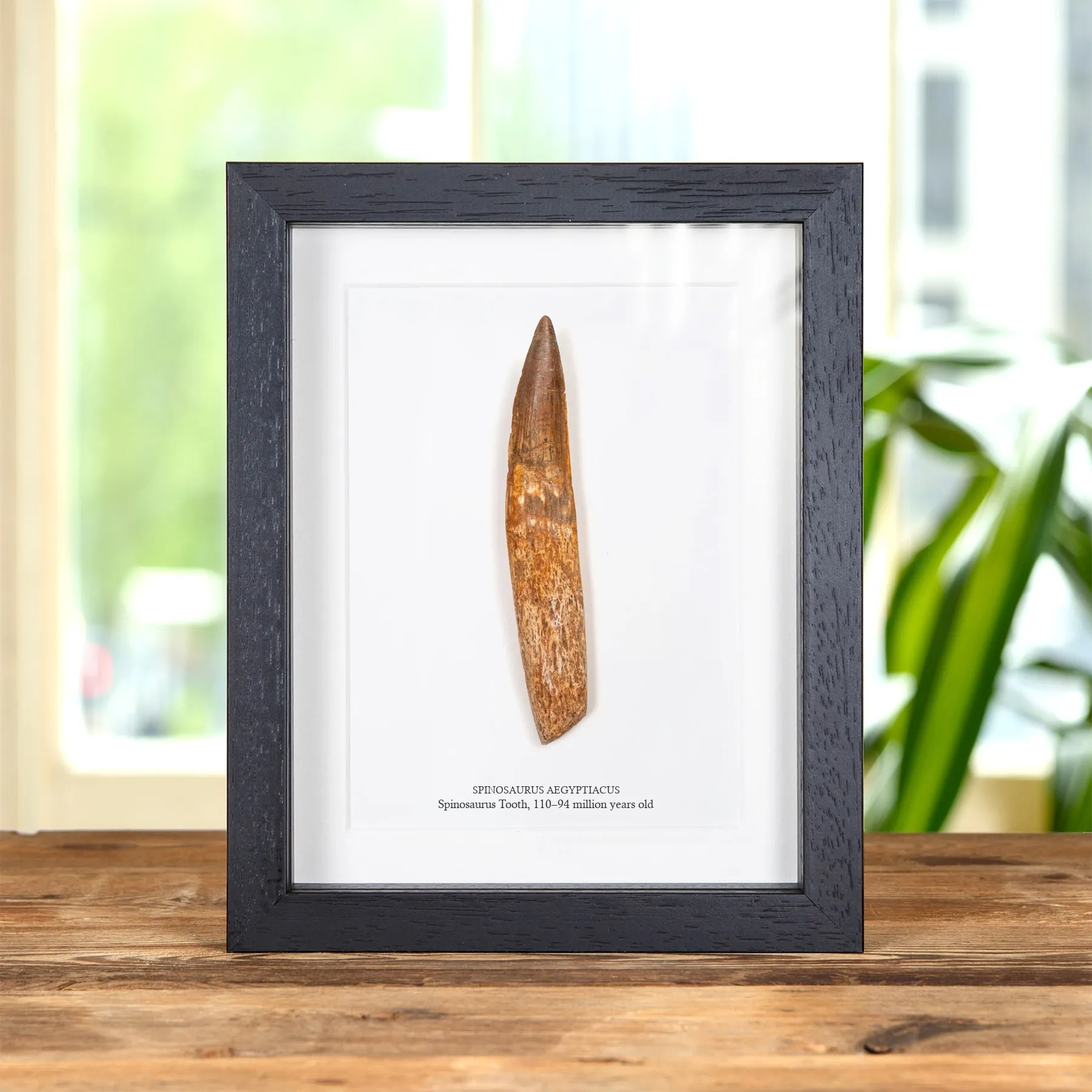 Minibeast Rare 5.53 inch Rooted Spinosaurus Tooth Fossil In Box Frame (Spinosaurus aegyptiacus)