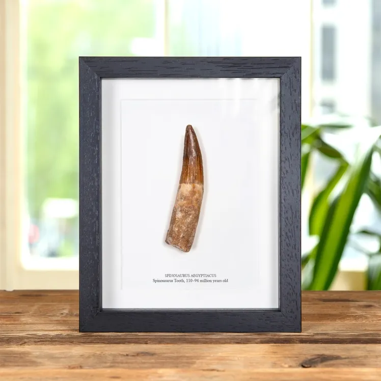 4.78 Inch Spinosaurus Tooth Fossil In Box Frame (Spinosaurus aegyptiacus)