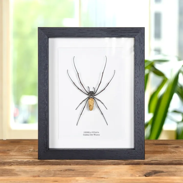 Female Golden Orb-Weaver Spider In Box Frame (Nephila vitiana)