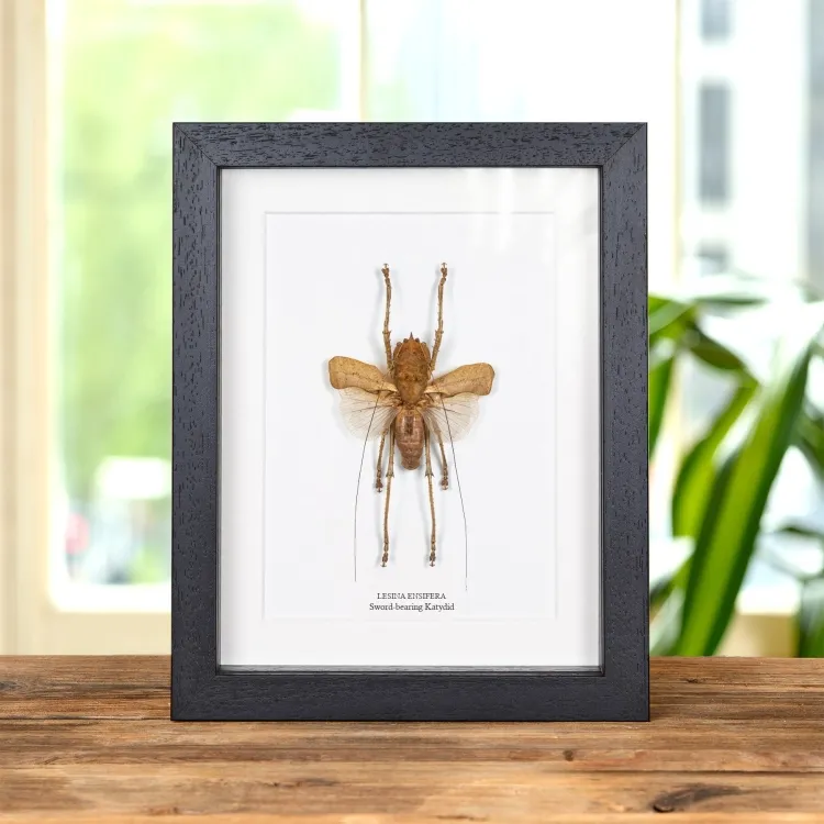 Sword-bearing Katydid In Box Frame (Lesina ensifera)