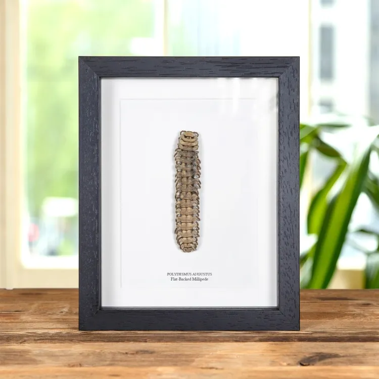 XL Flat-Backed Millipede In Box Frame (Polydesmus angustus)