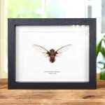 Minibeast Tonkin Cicada In Box Frame (Macrotristria tonkinana)