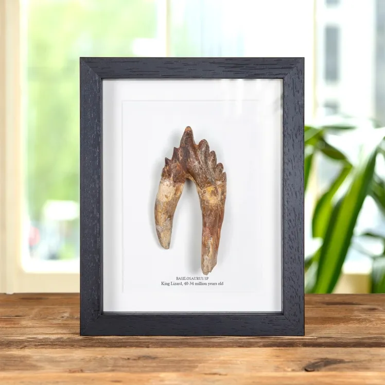 4.65 Inch King Lizard Rooted Tooth Fossil In Box Frame (Basilosaurus)