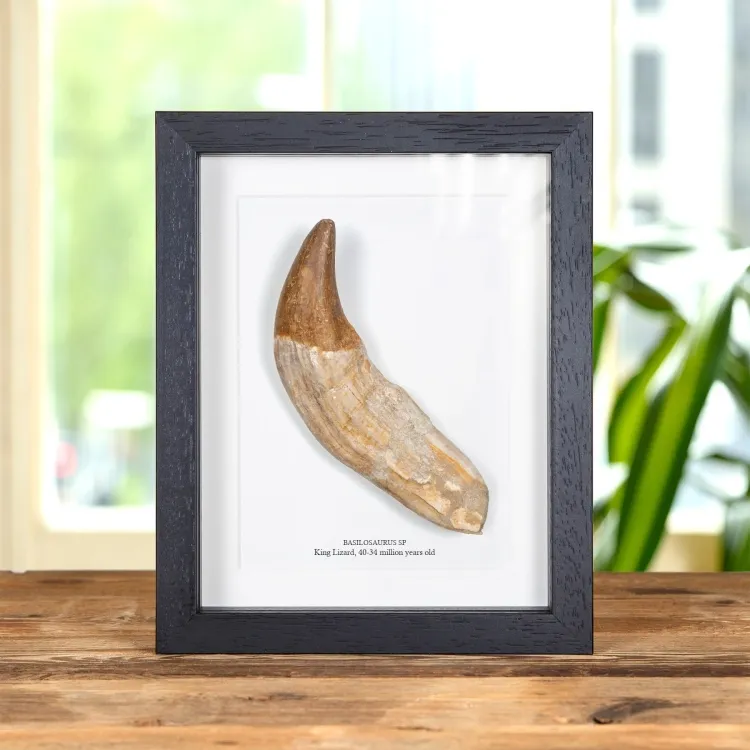 6.75 Inch King Lizard Rooted Tooth Fossil In Box Frame (Basilosaurus)