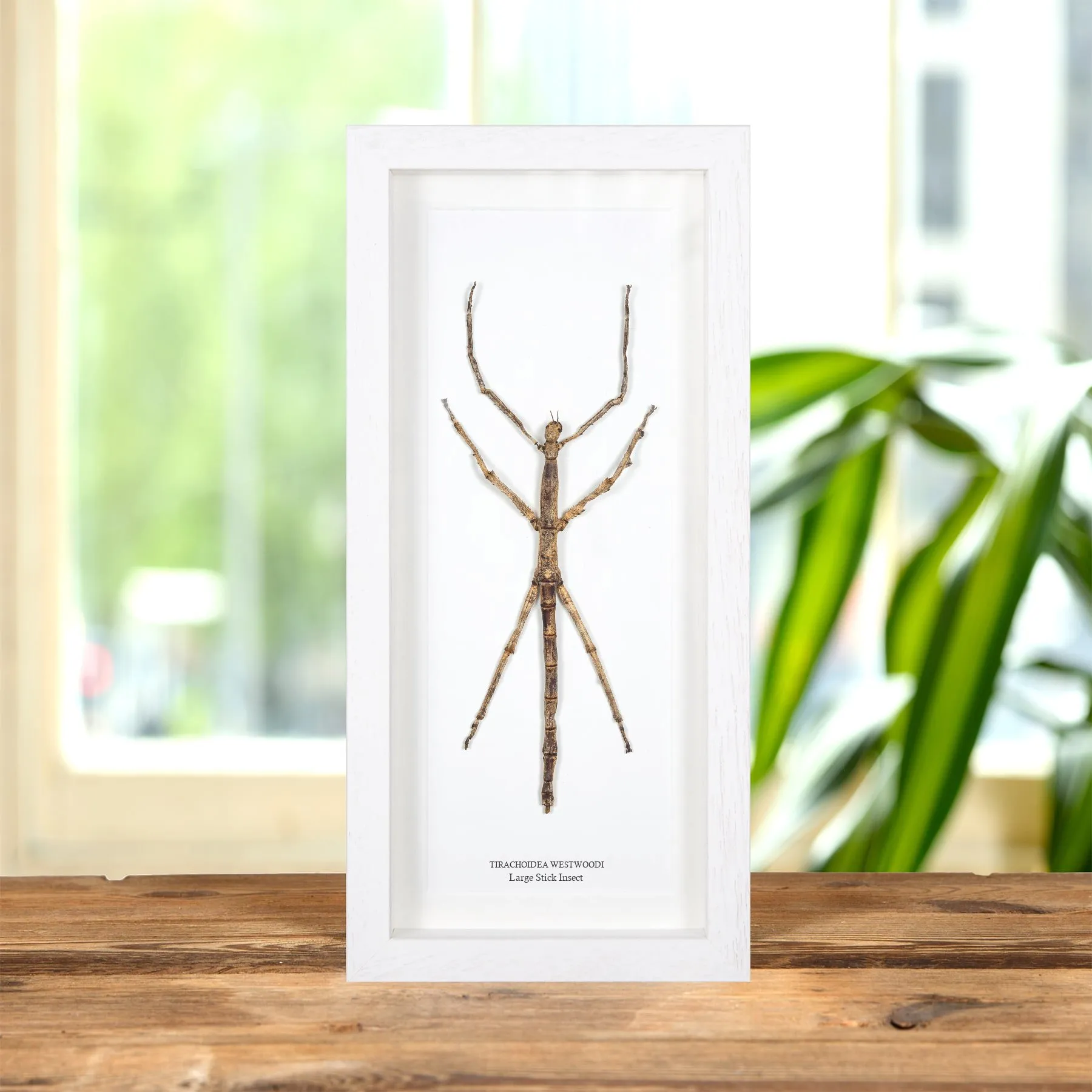 Large Stick Insect In Box Frame (Tirachoidea westwoodi)