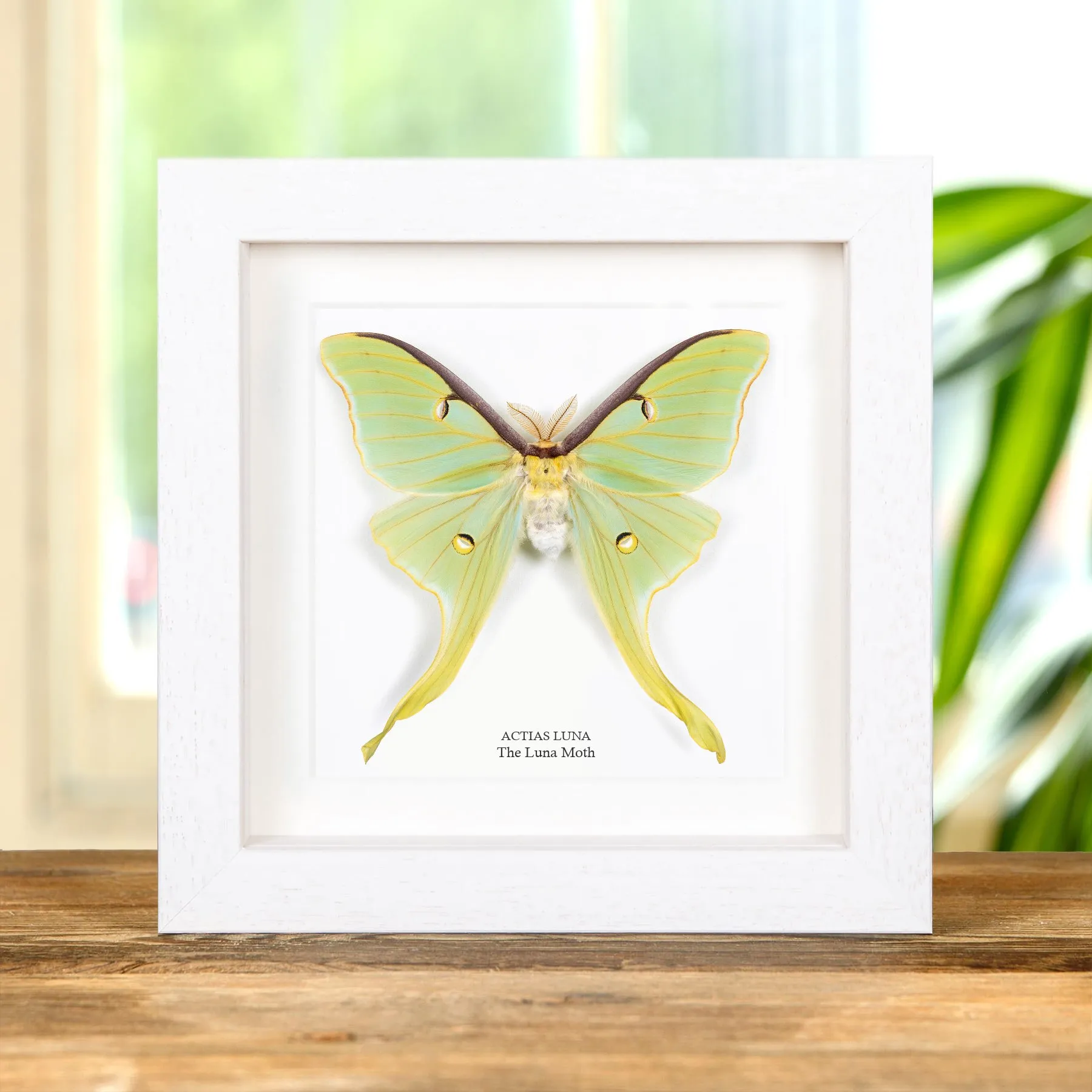 Minibeast XL Luna Moth In Box Frame (Actias luna)