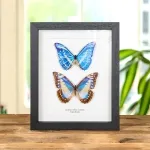 Minibeast Very Rare Cypris Morpho Male & Female Pair Butterfly In Box Frame (Morpho cypris f. cyanites)