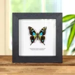 Minibeast Rare Aberration Mountain Swallowtail Butterfly, Blue-form In Box Frame (Graphium weiskei arfakensis)