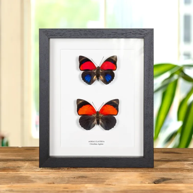 Claudina Agrias Butterfly Male & Female Pair In Box Frame (Agrias claudina)