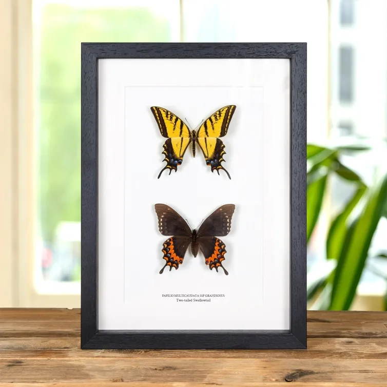 Two-tailed Swallowtail Butterfly Male & Female Pair In Box Frame (Papilio multicaudata ssp grandiosus)