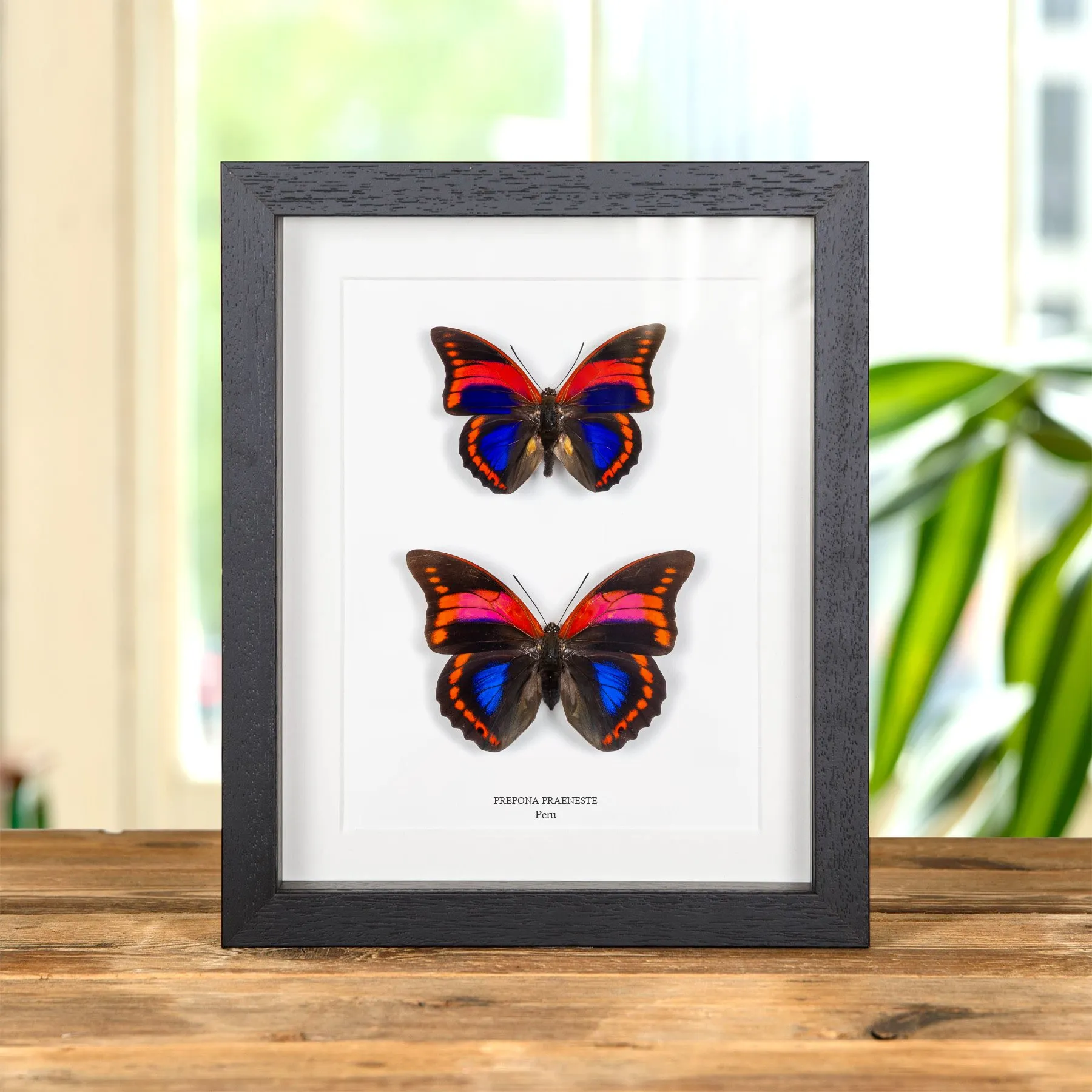 Prepona praeneste Butterfly Male & Female Pair from Peru In Box Frame Minibeast Prepona praeneste Butterfly Male & Female Pair from Peru In Box Frame