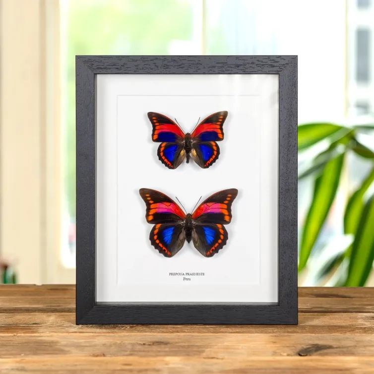 Prepona praeneste Butterfly Male & Female Pair from Peru In Box Frame