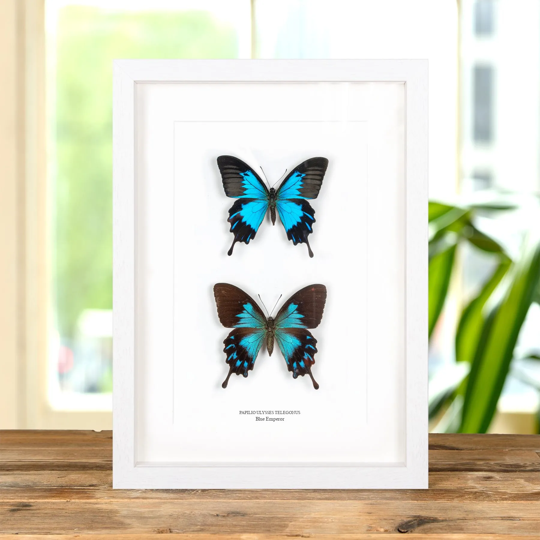 Minibeast Blue Emperor Butterfly Male & Female Pair In Box Frame (Papilio ulysses telegonus)