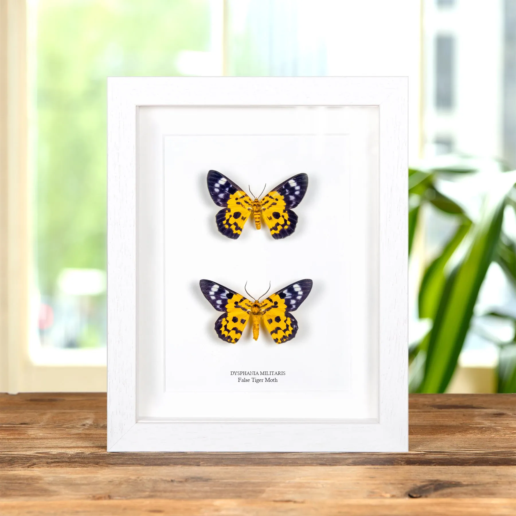 False Tiger Moth Male & Female Pair In Box Frame (Dysphania militaris) Minibeast False Tiger Moth Male & Female Pair In Box Frame (Dysphania militaris)