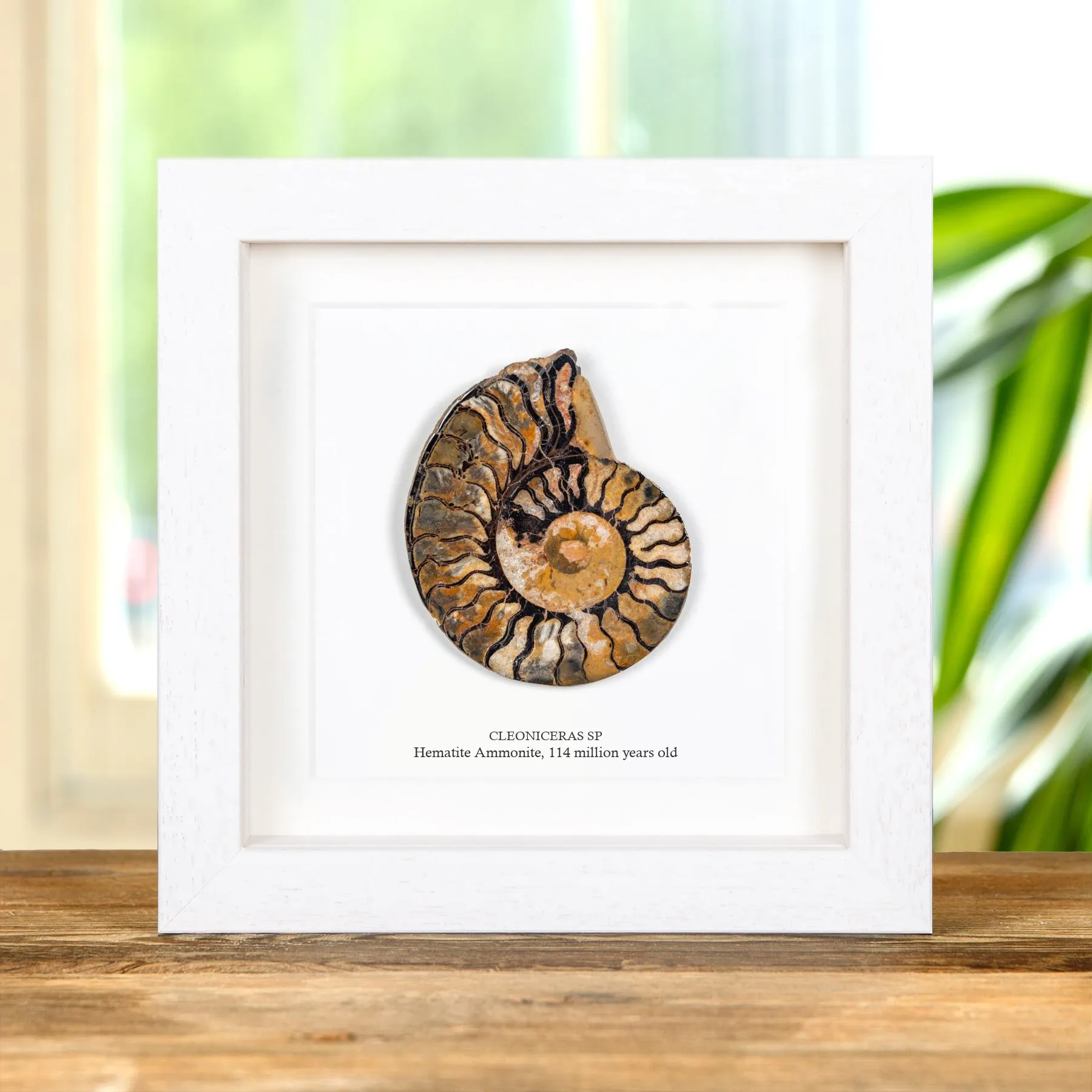 Minibeast Rare Hematite Ammonite In Box Frame (Cleoniceras sp)