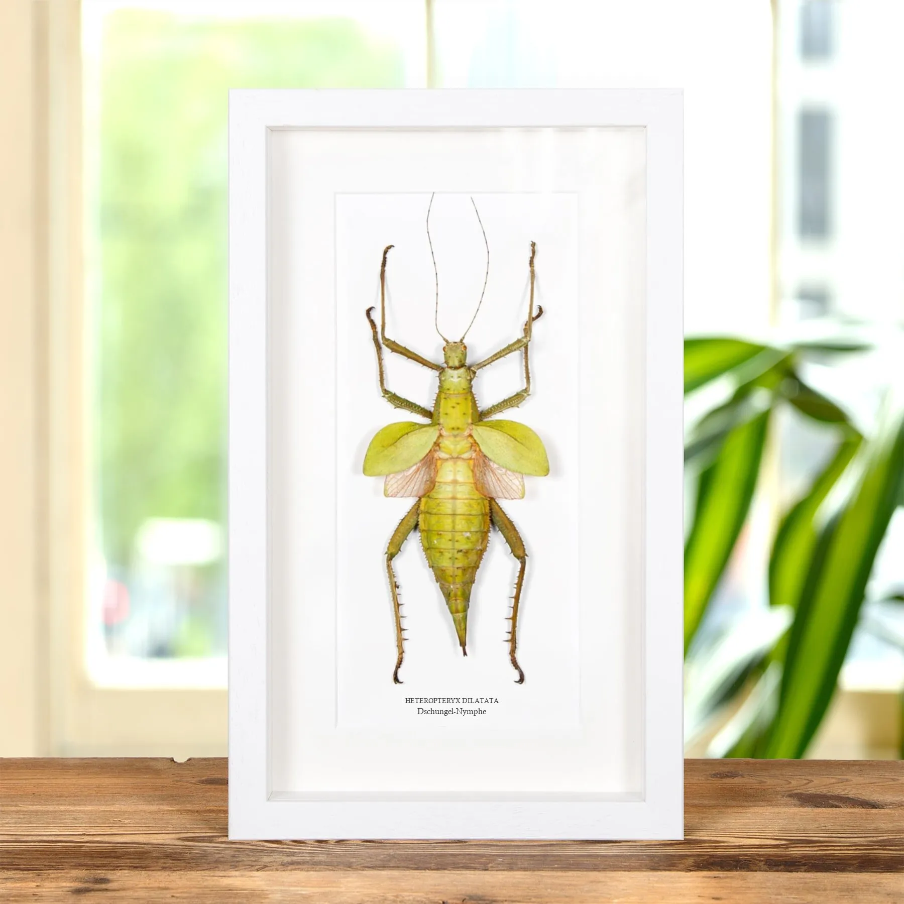 Minibeast Dschungel-Nymphe im Rahmen (Heteropteryx dilatata)