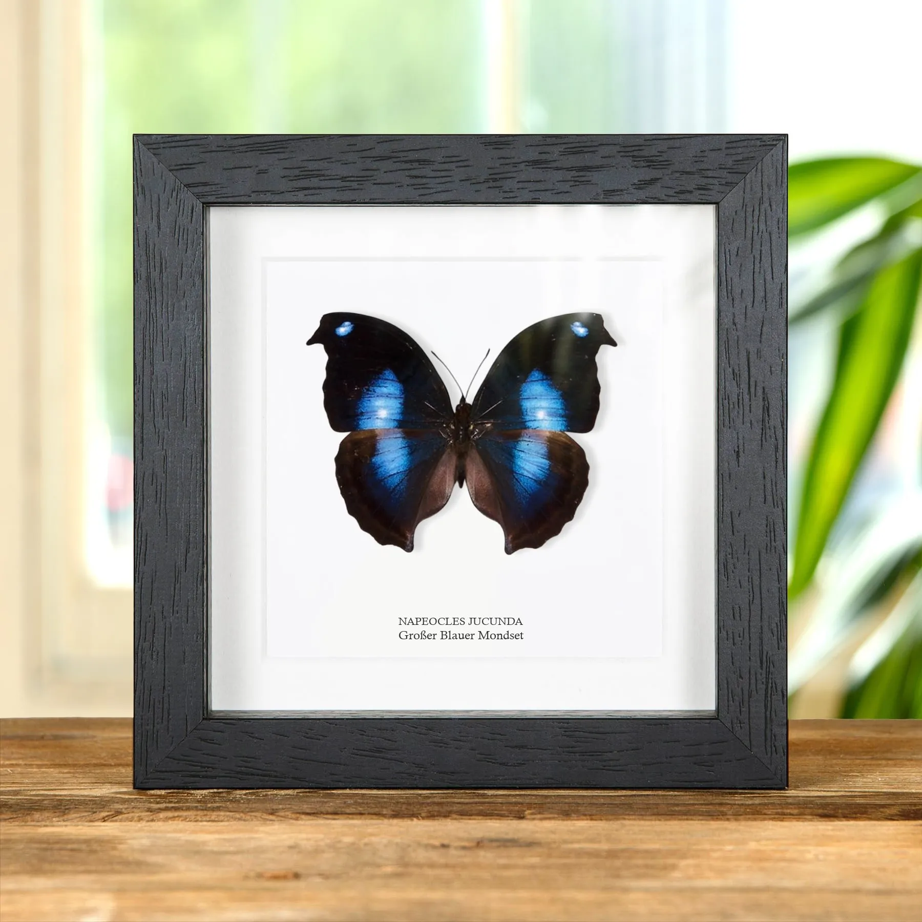 Minibeast Großer Blauer Mondset-Schmetterling im Rahmen (Napeocles jucunda)