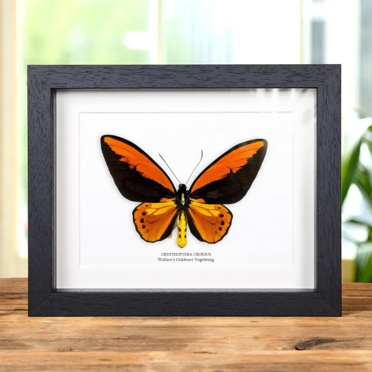 Wallace'S Goldene Vogelwing im Rahmen (Ornithoptera croesus)