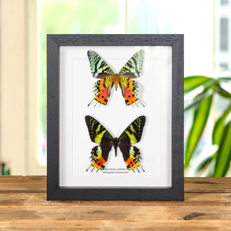 Doppelte Madagaskar Sonnenmotte (Chrysiridia rhipheus)