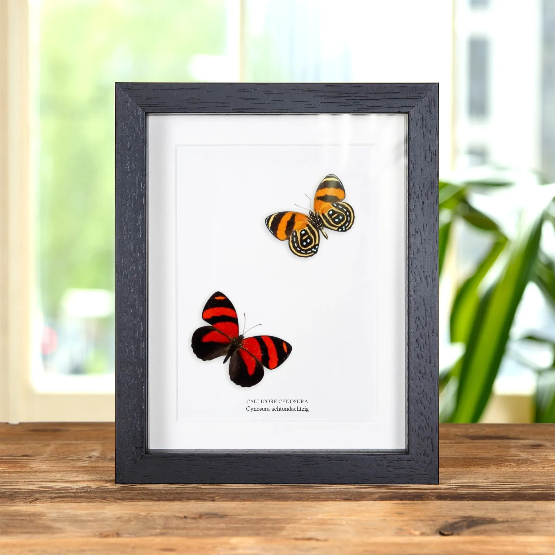 Minibeast Cynosura Achtundachtzig Schmetterling im Rahmen (Callicore cynosura)