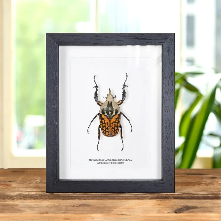 XL Afrikanischer Blumenkäfer im Rahmen (Mecynorrhina oberthuri decorata)