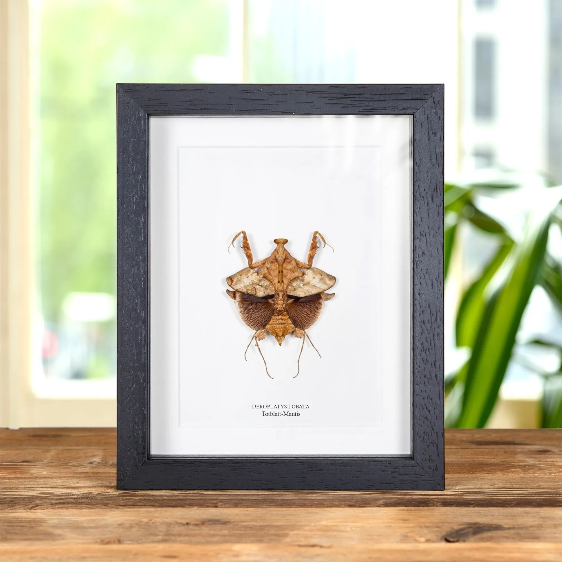 Minibeast Totblatt-Mantis im Rahmen (Deroplatys lobata)