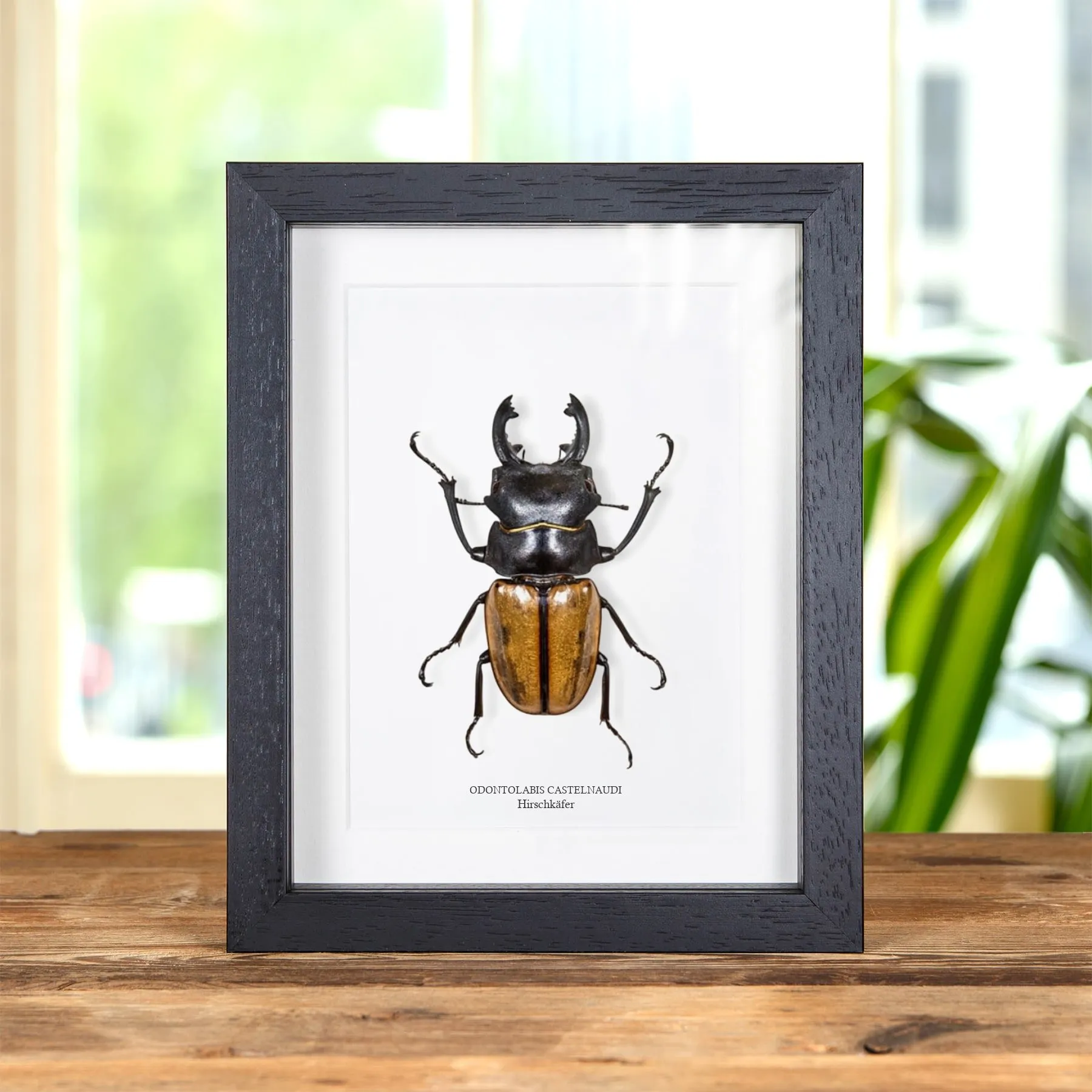 Minibeast Hirschkäfer im Rahmen (Odontolabis castelnaudi)