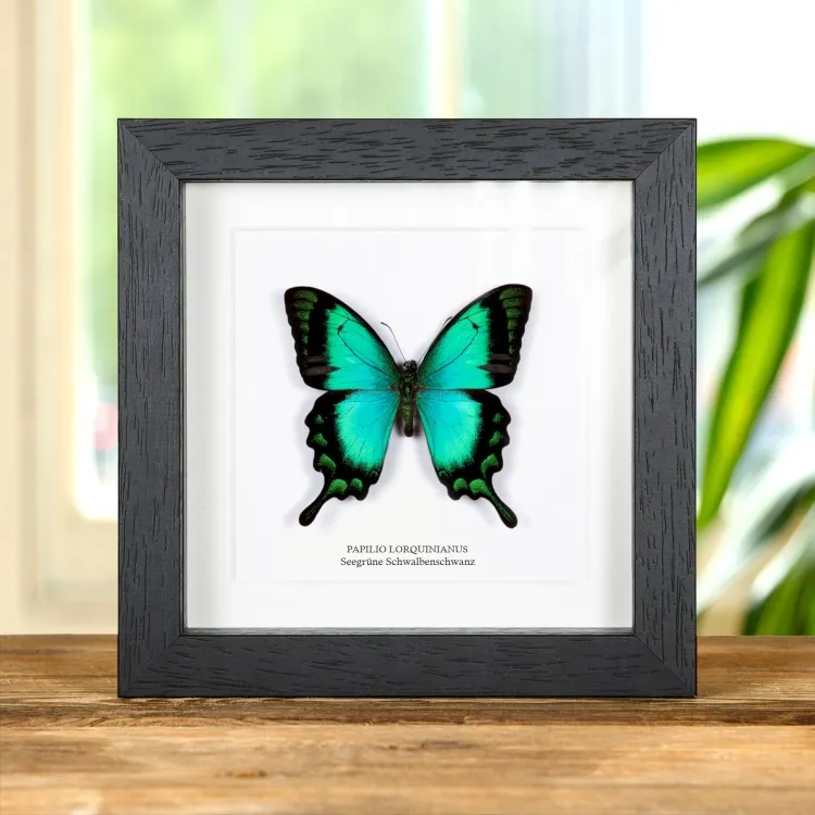 Meergrüner Schwalbenschwanz-Schmetterling im Vitrinenrahmen (Papilio lorquinianus)
