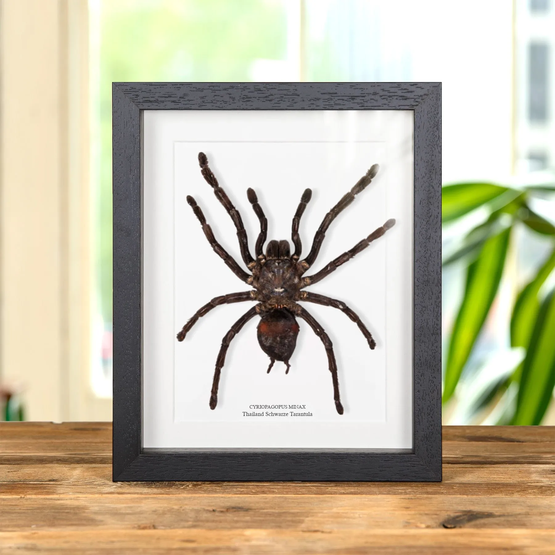 Minibeast Thailand Schwarze Tarantula im Rahmen (Cyriopagopus minax)