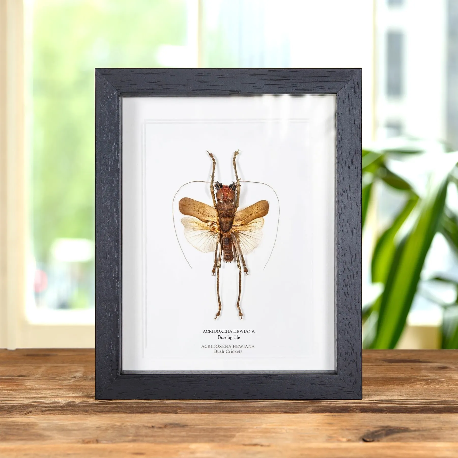 Minibeast Buschgrille im Rahmen (Acridoxena hewiana)