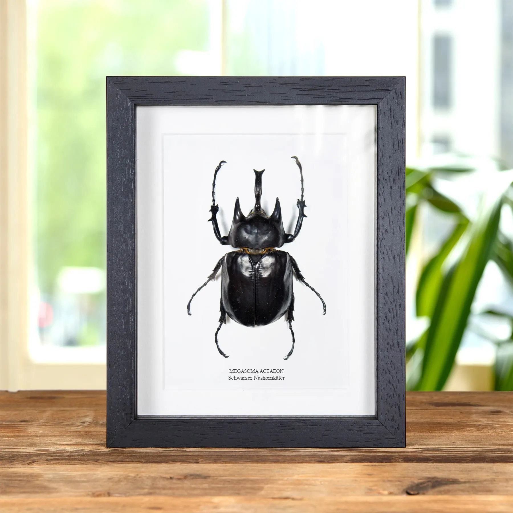 Minibeast Schwarzer Nashornkäfer im Rahmen (Megasoma actaeon)