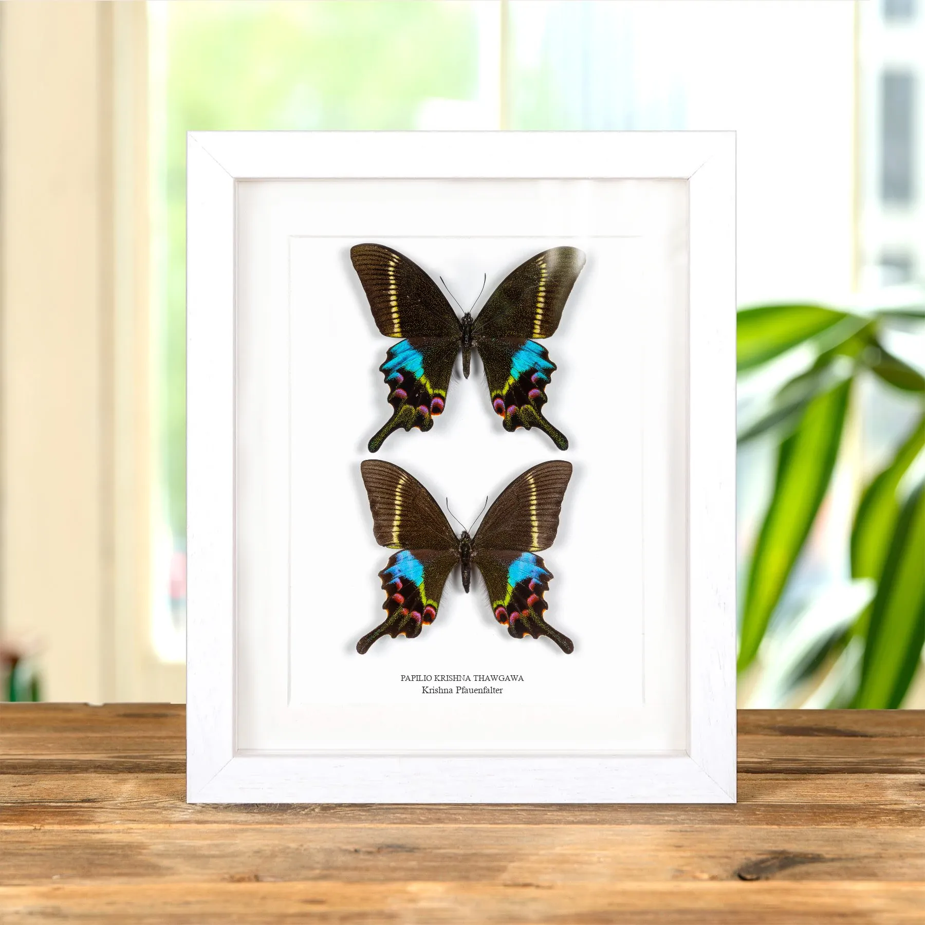Minibeast Krishna Pfauen-Schmetterling Männlich & Weiblich Paar im Rahmen (Papilio krishna thawgawa)