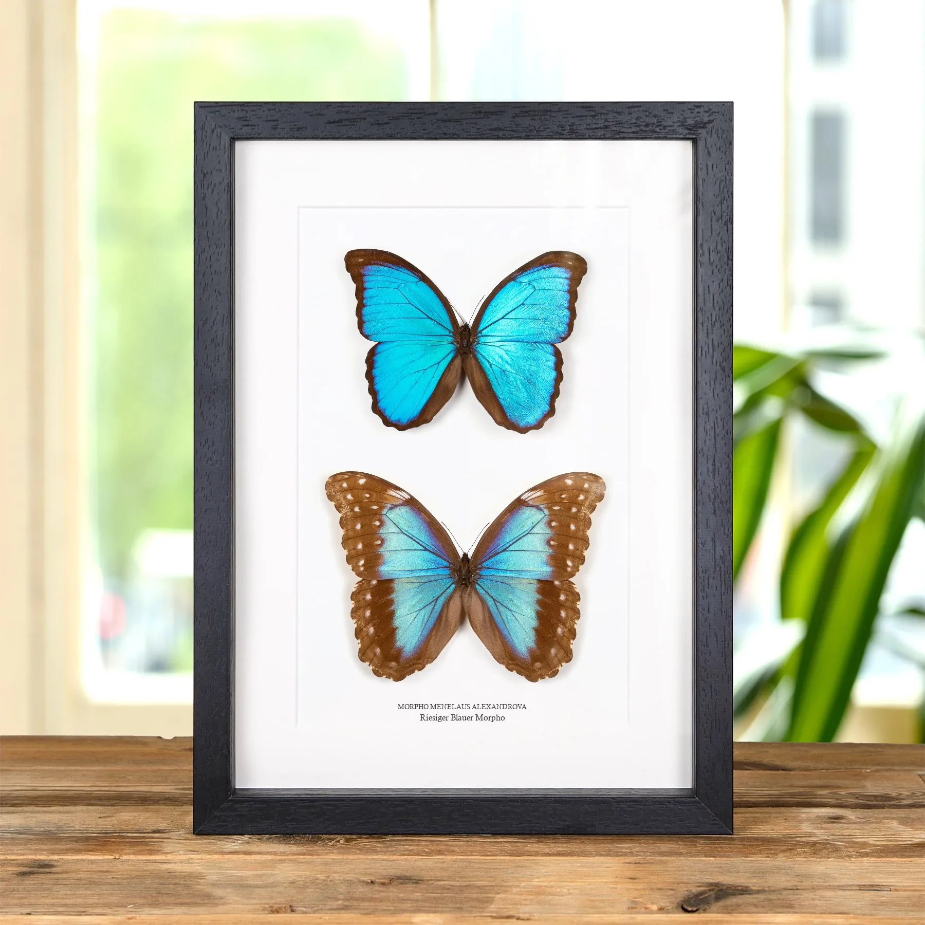 Minibeast Riesiger Blauer Morpho-Schmetterling Männchen & Weibchen Paar im Rahmen (Morpho Menelaus Alexandrovna)