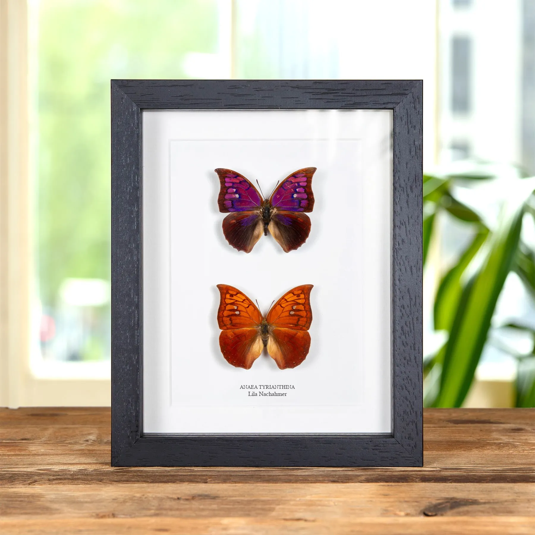 Minibeast Lila Nachahmer-Schmetterling Männlich & Weibliches Paar im Rahmen (Anaea tyrianthina)