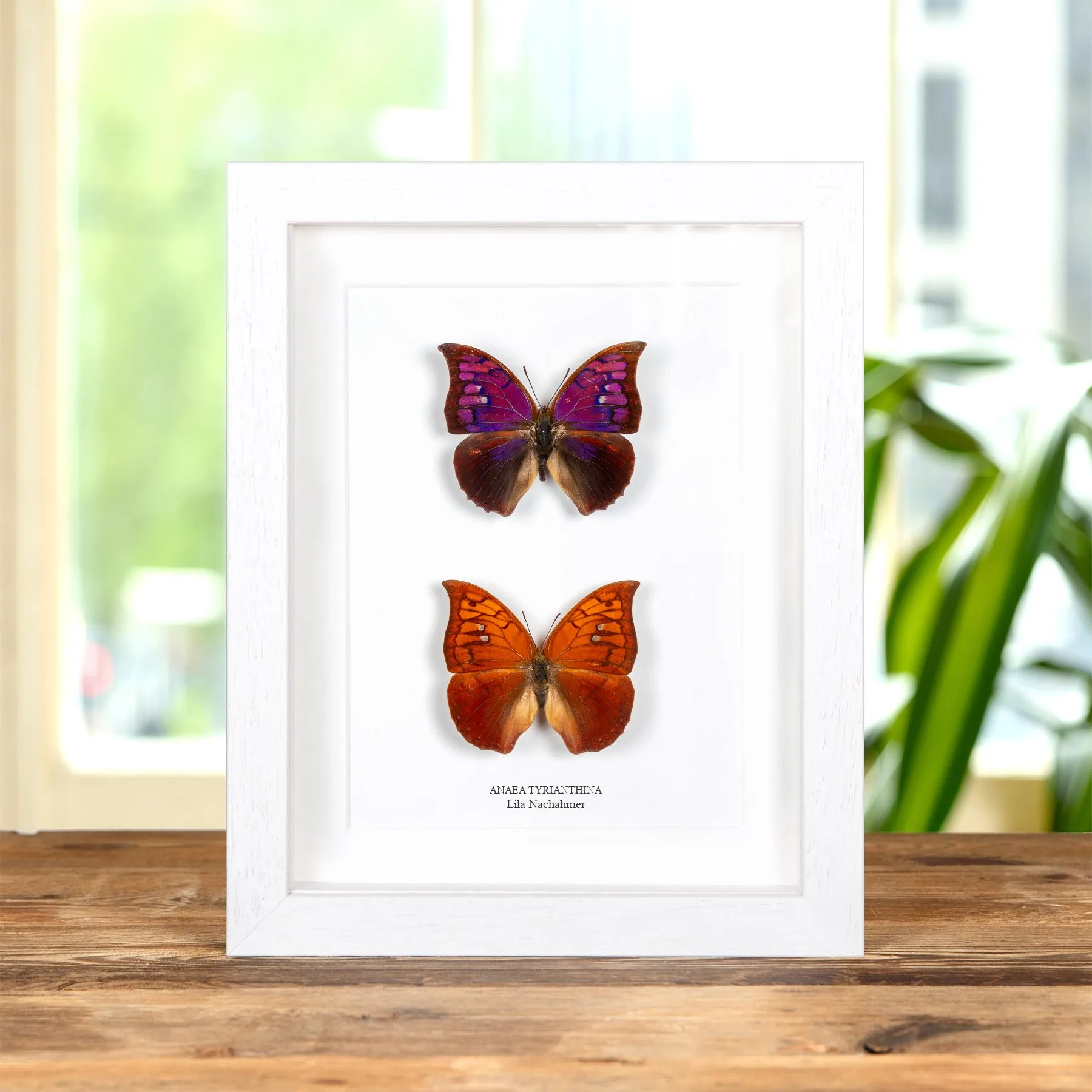Minibeast Lila Nachahmer-Schmetterling Männlich & Weibliches Paar im Rahmen (Anaea tyrianthina)
