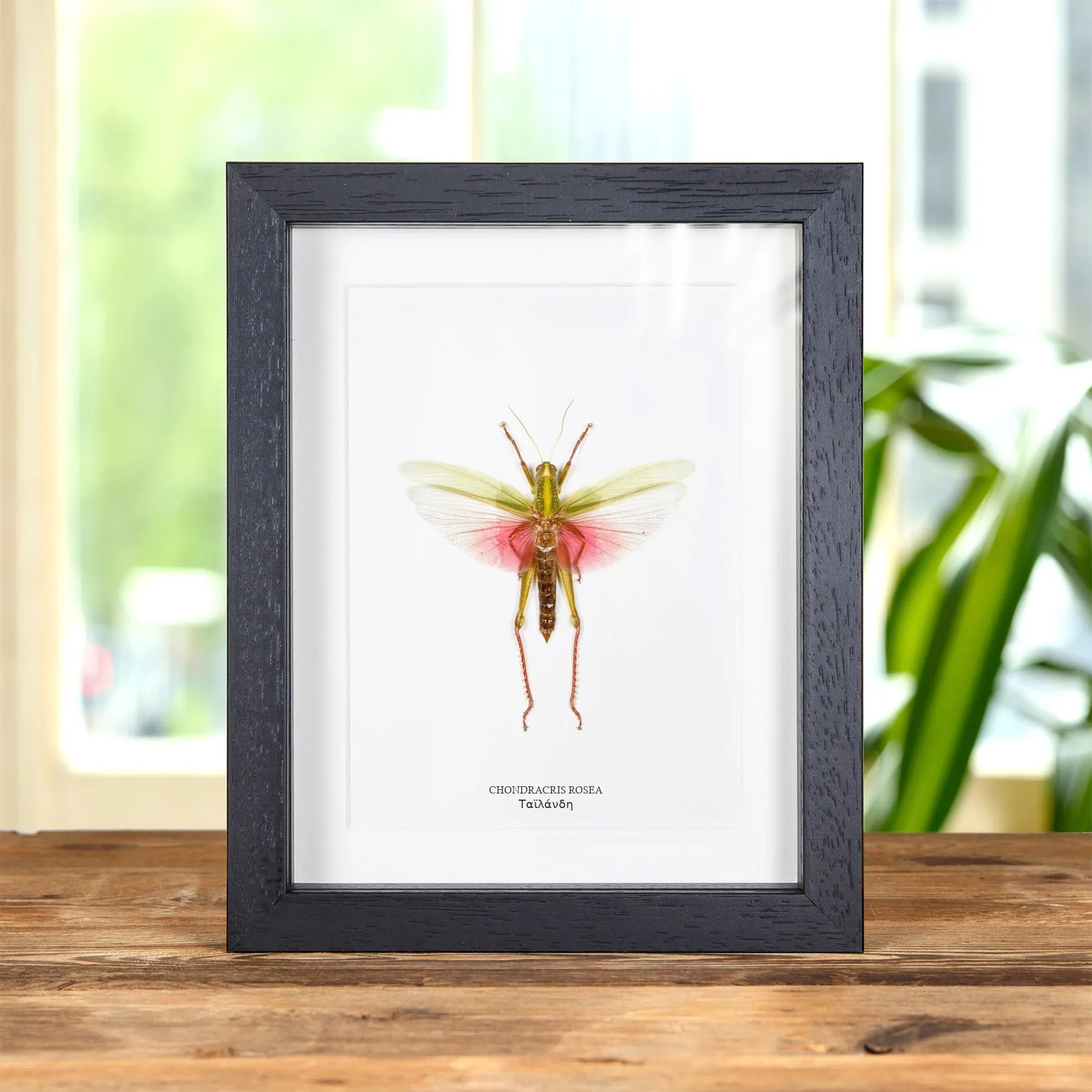 Minibeast Chondracris rosea σε Κορνίζα από την Ταϊλάνδη