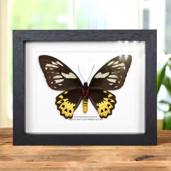 Θηλυκός Cape York Birdwing σε Κορνίζα (Ornithoptera priamus)