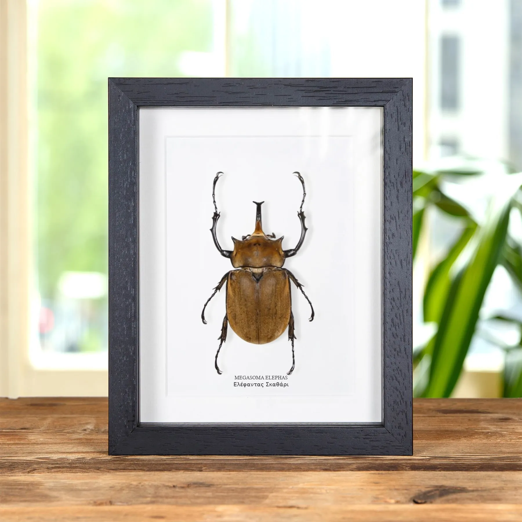 Minibeast Ελέφαντας Σκαθάρι σε Κορνίζα (Megasoma elephas)