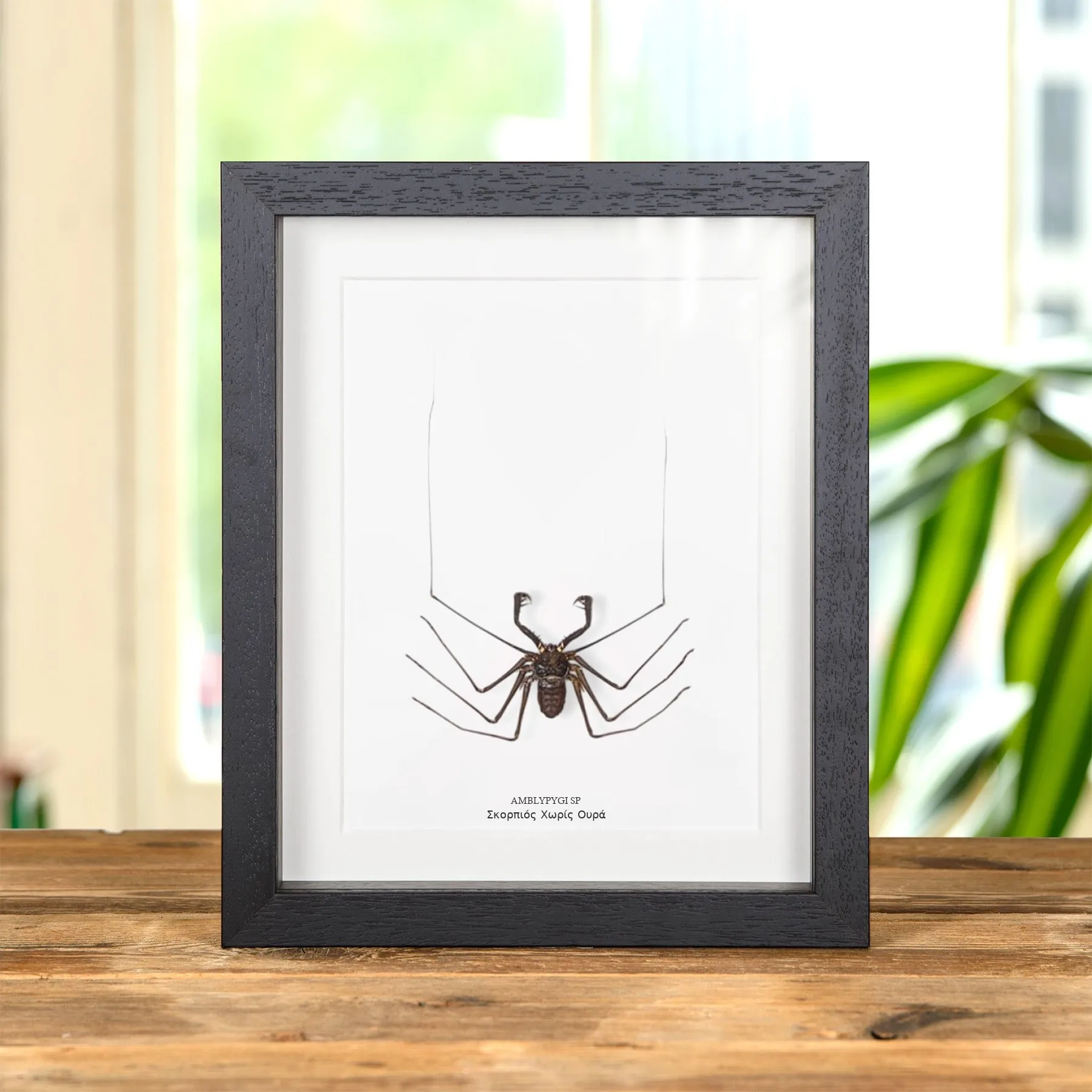Minibeast Μαστιγοφόρος Σκορπιός Χωρίς Ουρά σε κορνίζα (Amblypygi sp)