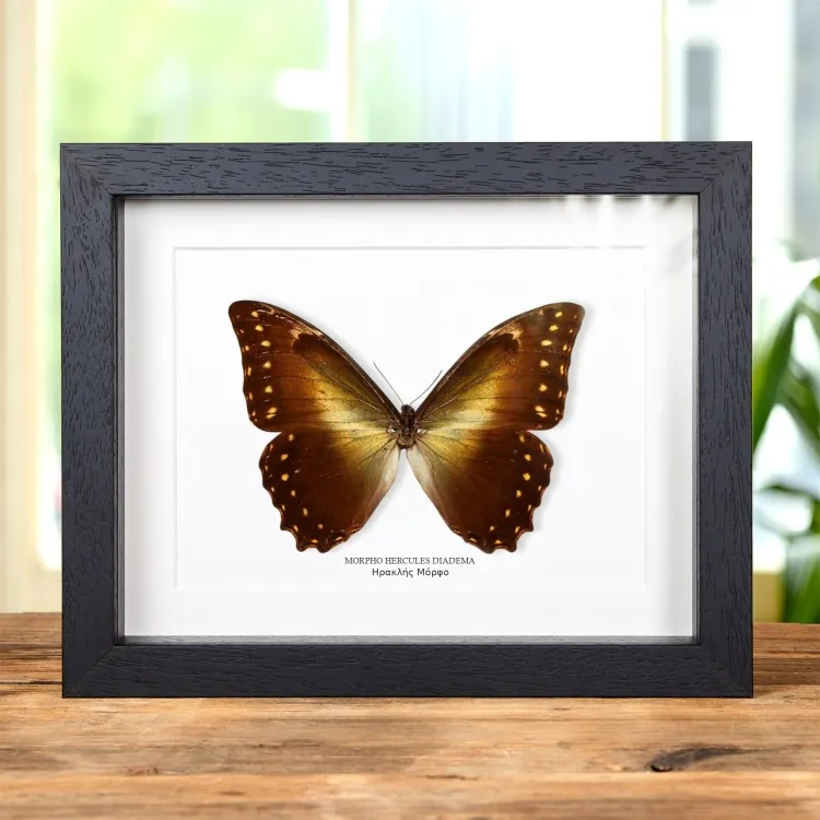 Hercules Morpho πεταλούδα σε Κορνίζα (Morpho hercules diadema)