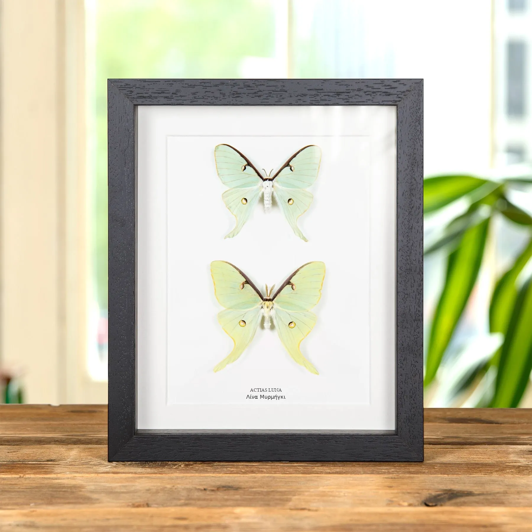 Minibeast Αρσενικό και Θηλυκό Ζευγάρι σε Κορνίζα (Actias luna)
