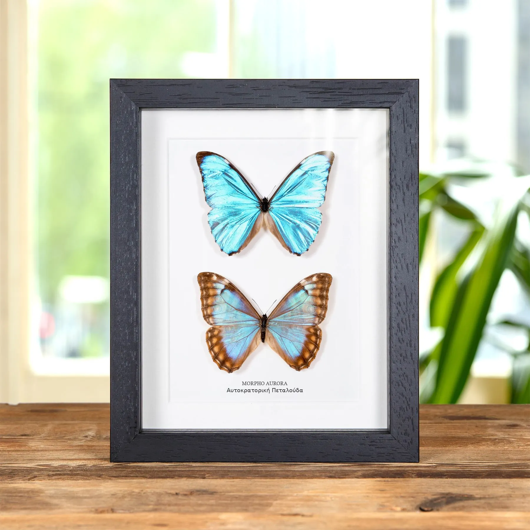 Minibeast Αυτοκρατορική Πεταλούδα Aurora Αρσενικό και Θηλυκό Ζευγάρι σε Κορνίζα (Morpho aurora)