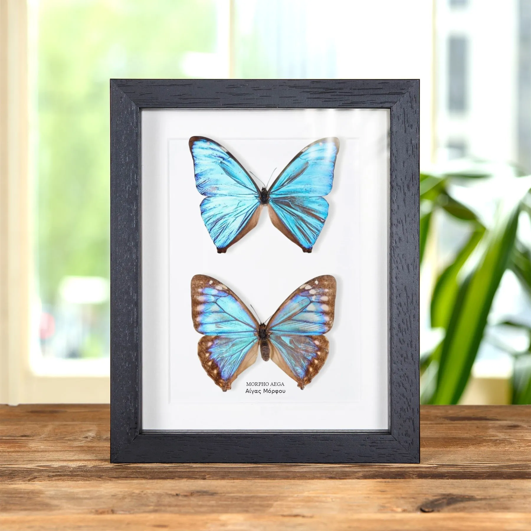 Minibeast Aega Morpho Πεταλούδα Άρσενικοί και Θηλυκοί Ζευγάρι σε Κορνίζα (Morpho aega)