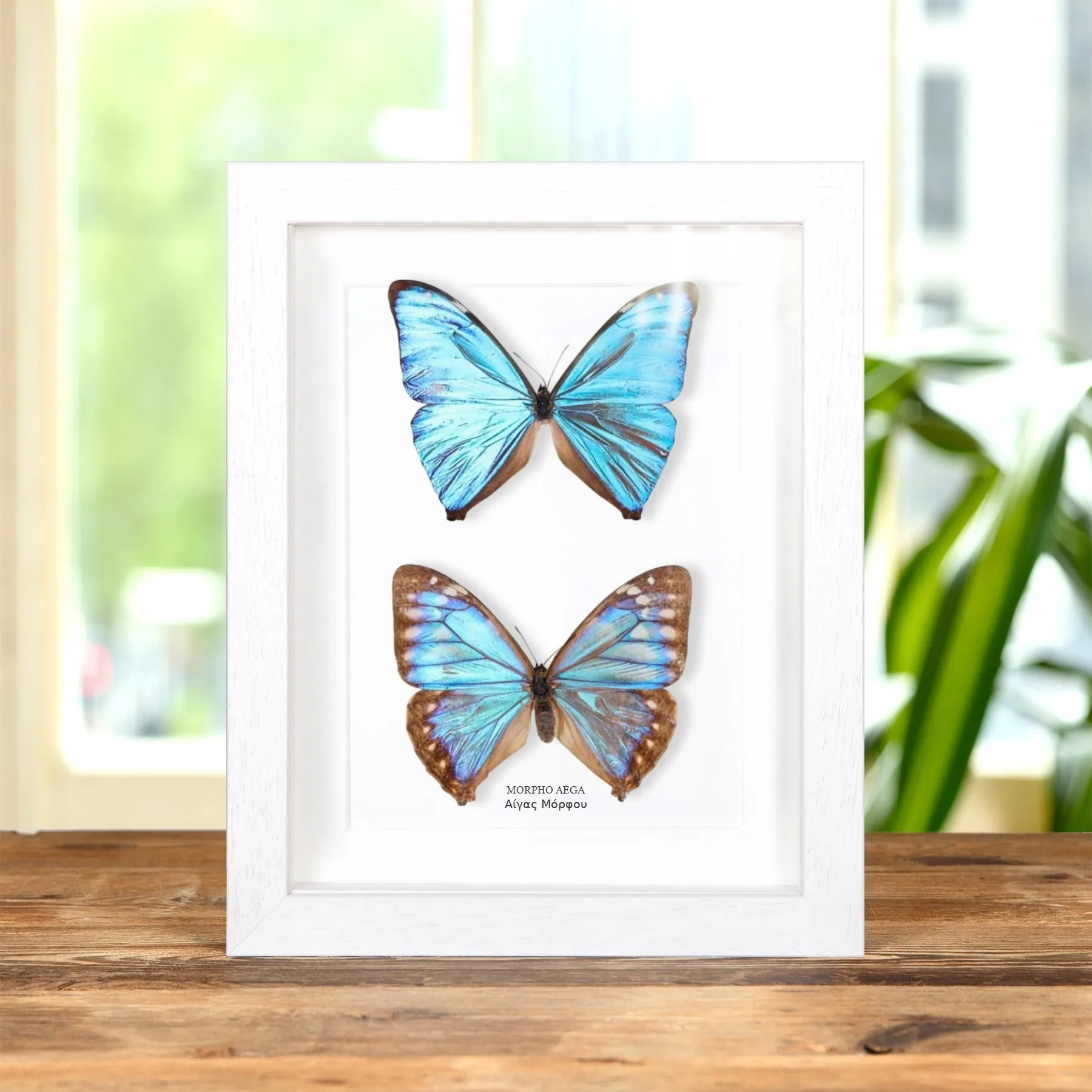 Minibeast Aega Morpho Πεταλούδα Άρσενικοί και Θηλυκοί Ζευγάρι σε Κορνίζα (Morpho aega)